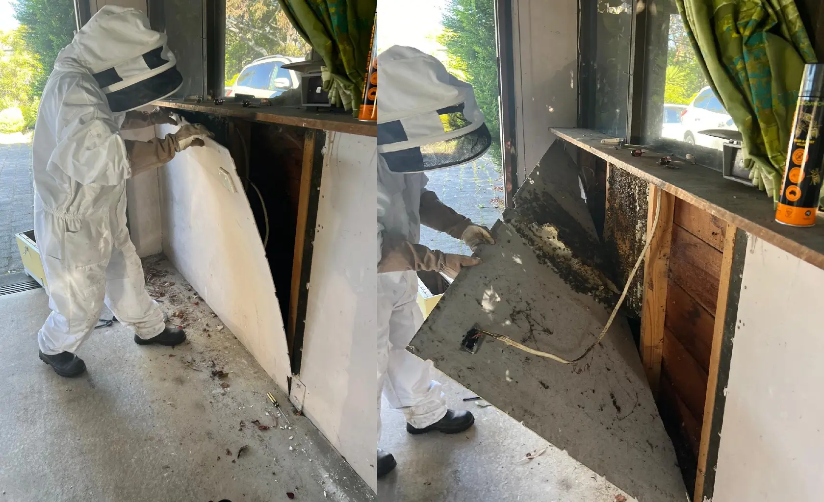 Bees and Wasps Removal