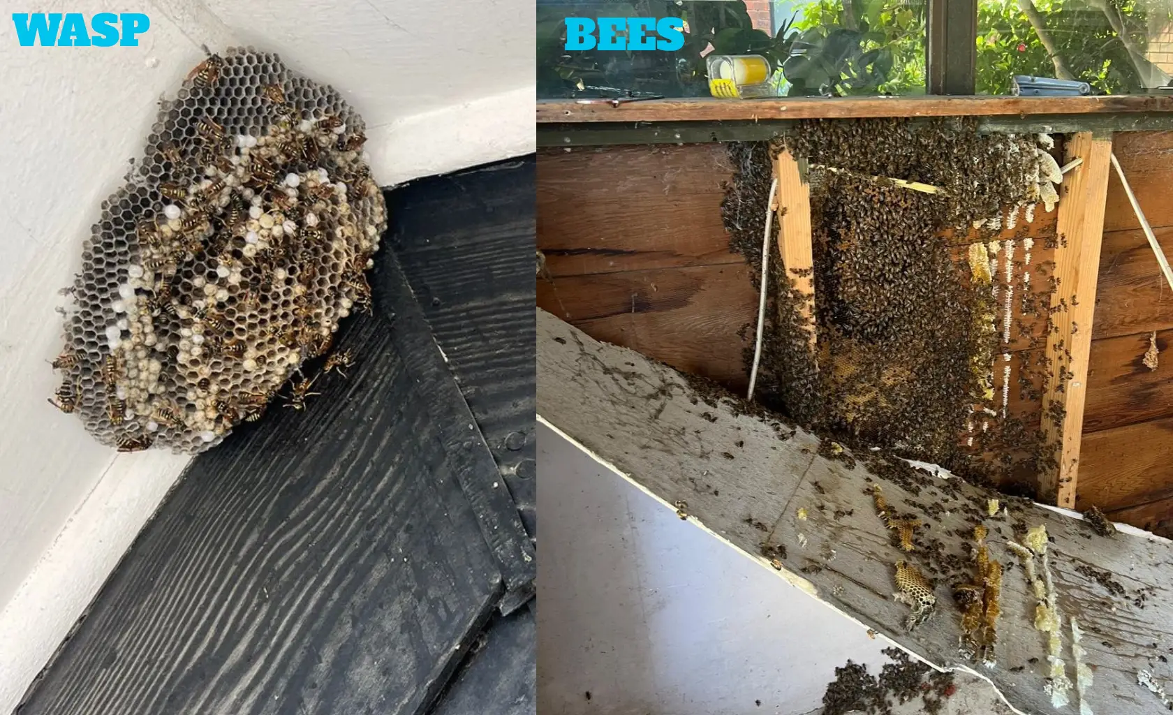 Wasp Nest Removal